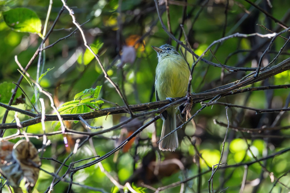 Yellow-olive Flatbill - ML618147711