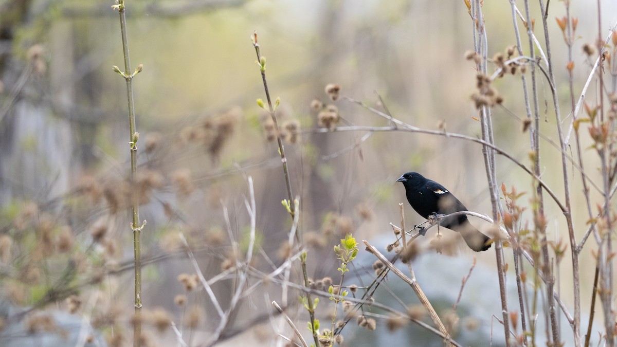 Red-winged Blackbird - Karim Bouzidi