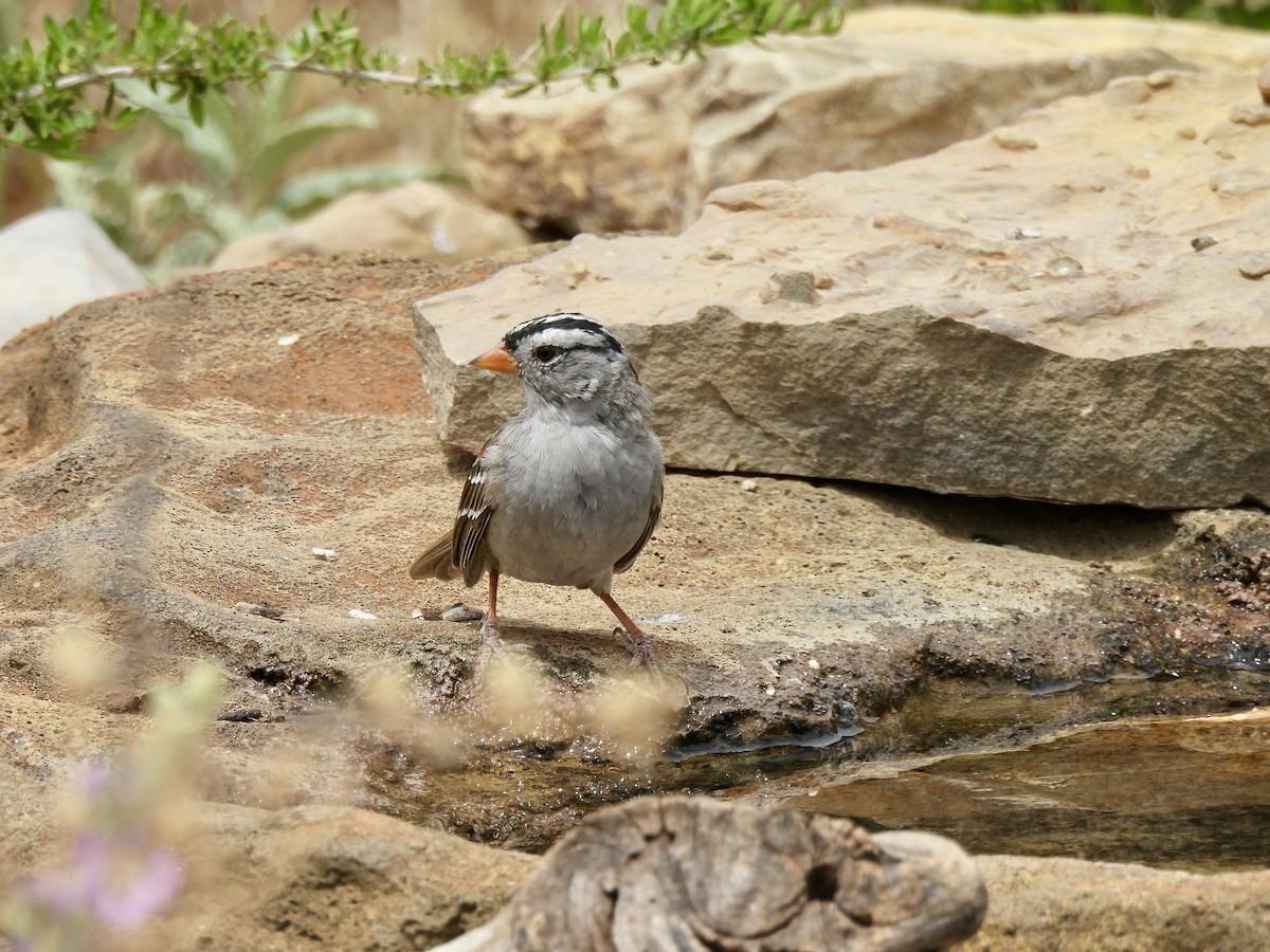 White-crowned Sparrow - Bev Kronisch