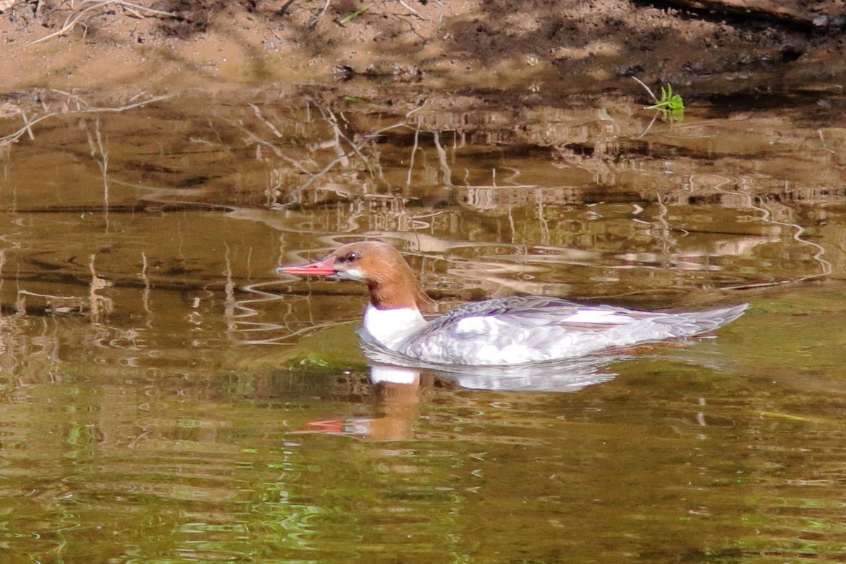 Common Merganser - Robert Mercer