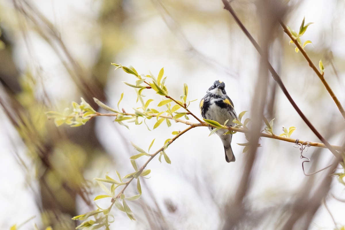 Yellow-rumped Warbler - Karim Bouzidi