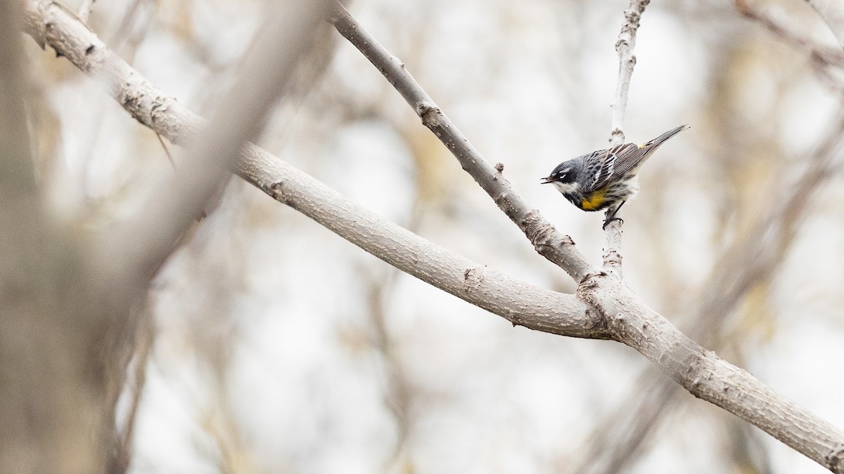 Yellow-rumped Warbler - Karim Bouzidi