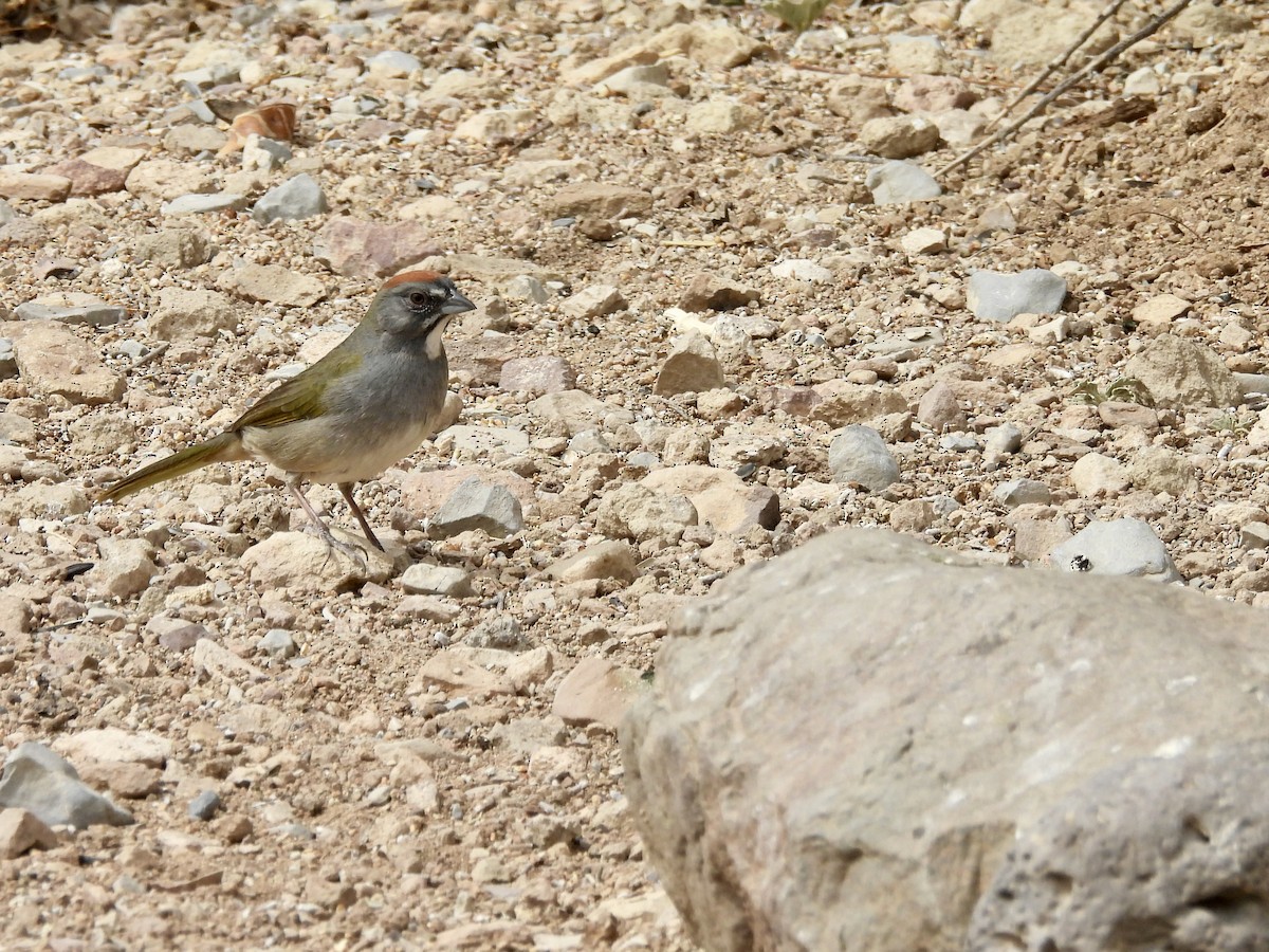 Green-tailed Towhee - Bev Kronisch