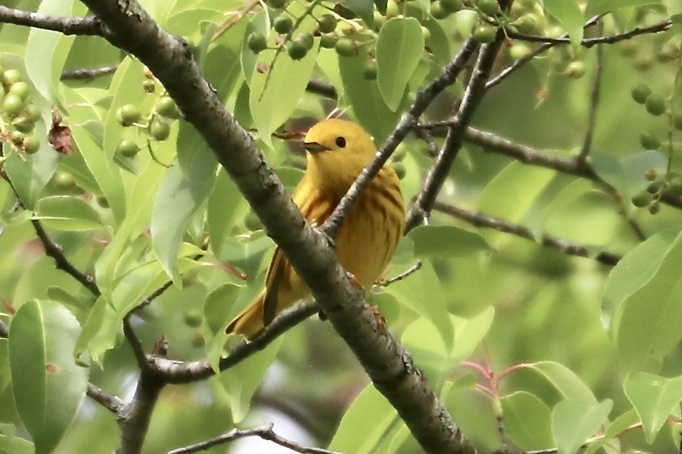 Yellow Warbler - Irvin Pitts