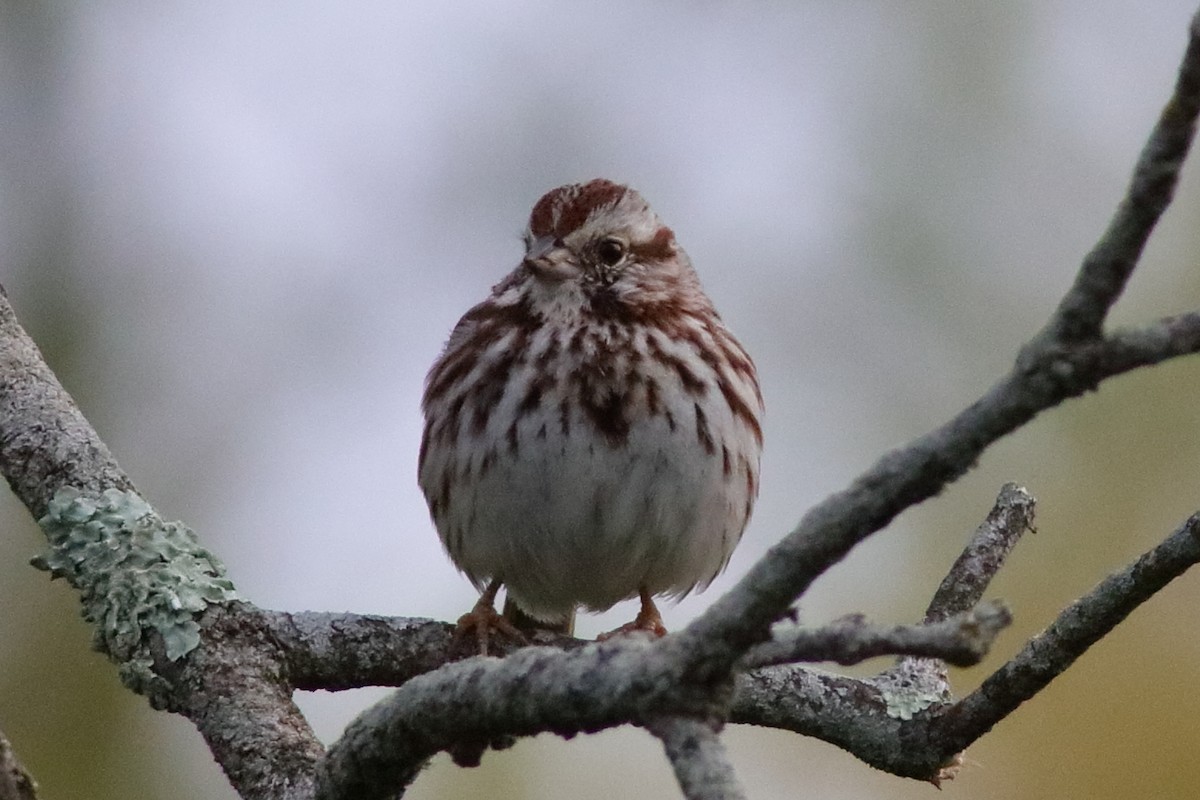 Song Sparrow - Robert Mercer