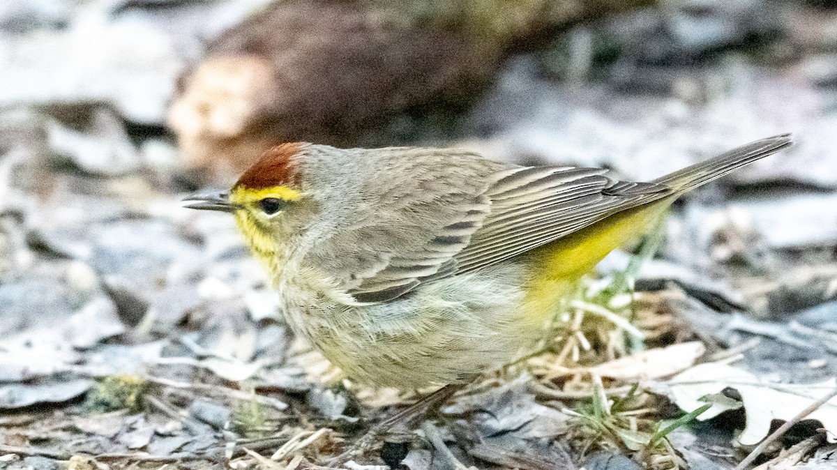 Palm Warbler - Claude Garand