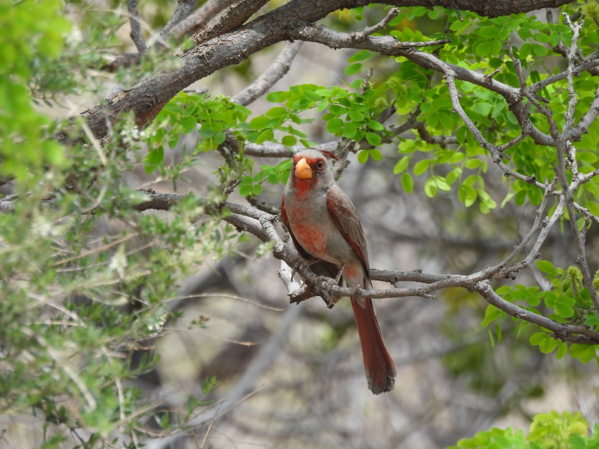 Pyrrhuloxia - Bev Kronisch