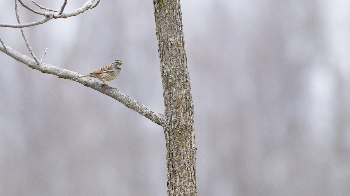 White-throated Sparrow - Karim Bouzidi