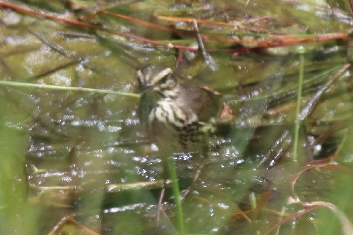 Northern Waterthrush - Dana Bryan