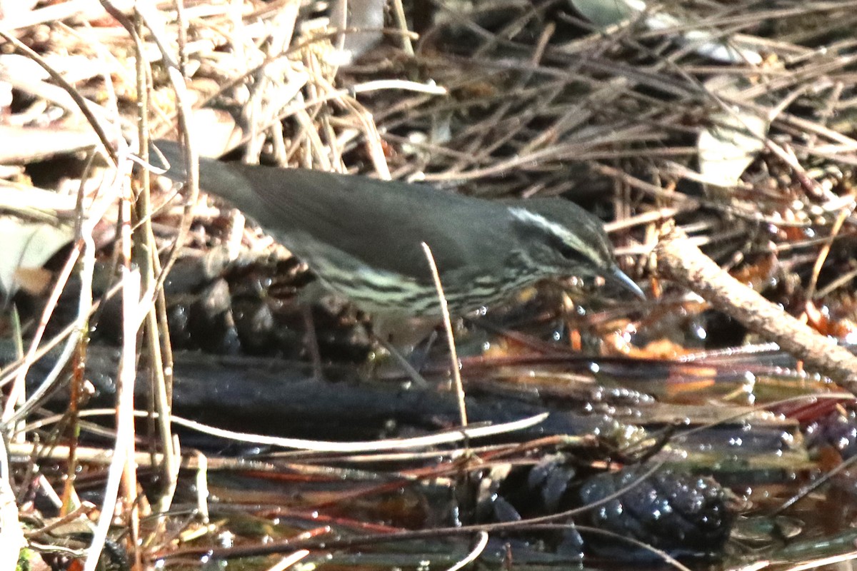 Northern Waterthrush - Dana Bryan