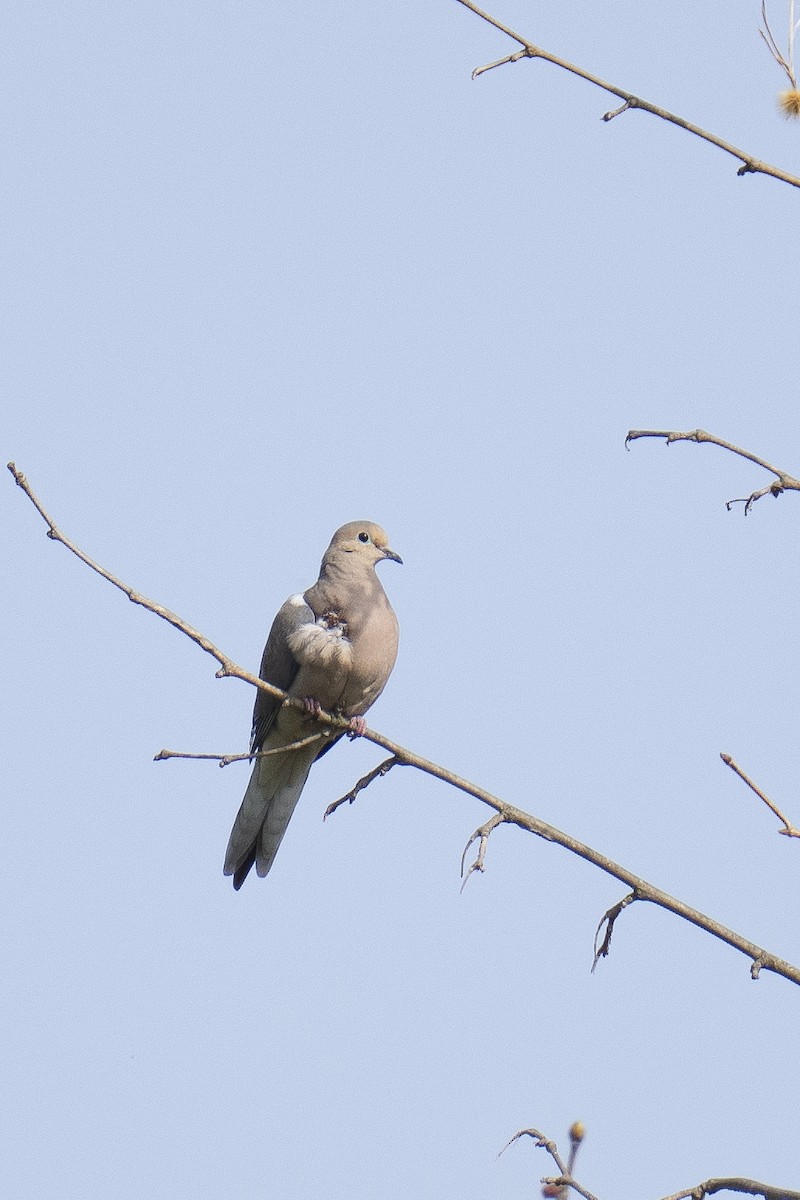 Mourning Dove - Clark Duff