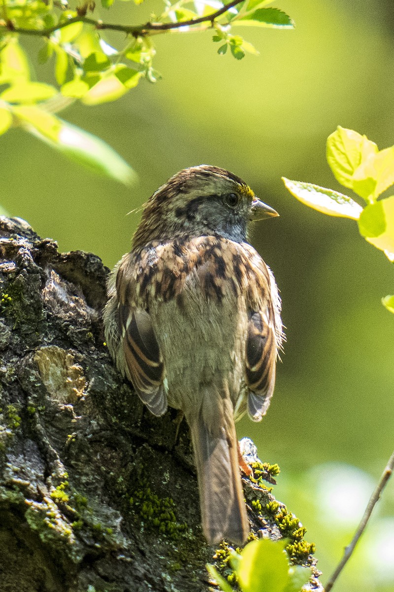 White-throated Sparrow - Clark Duff