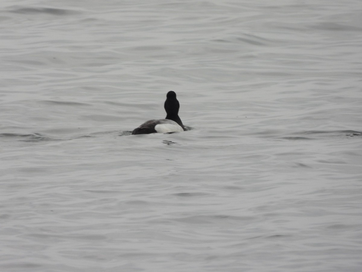 Lesser Scaup - Gina Turone 🐩