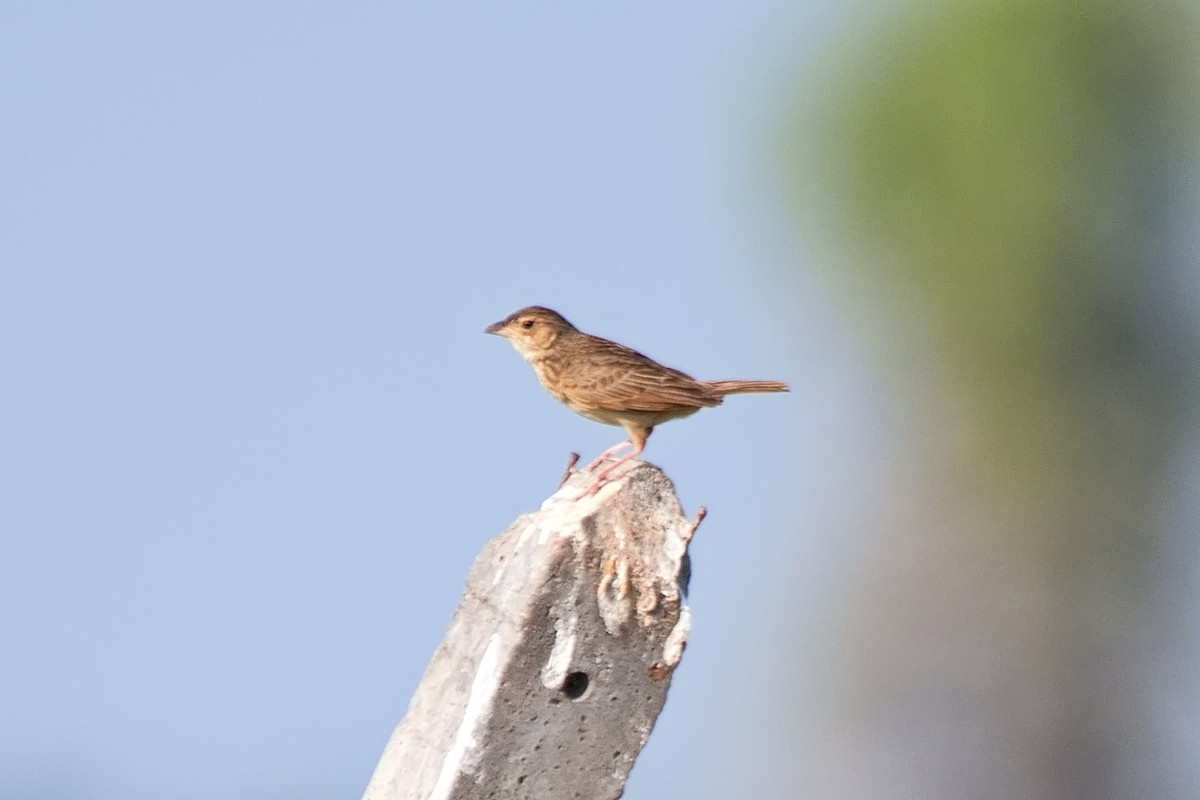Singing Bushlark (Singing) - ML618147833