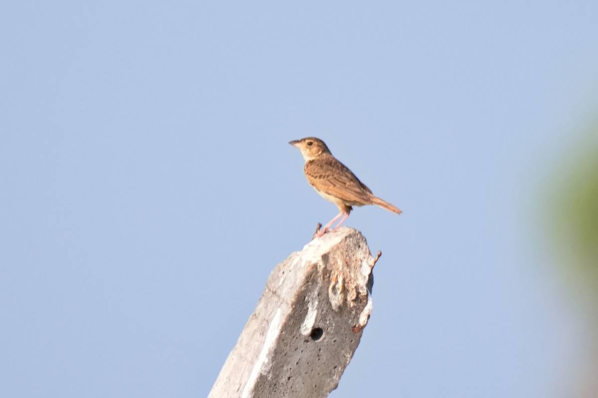 Singing Bushlark (Singing) - ML618147834