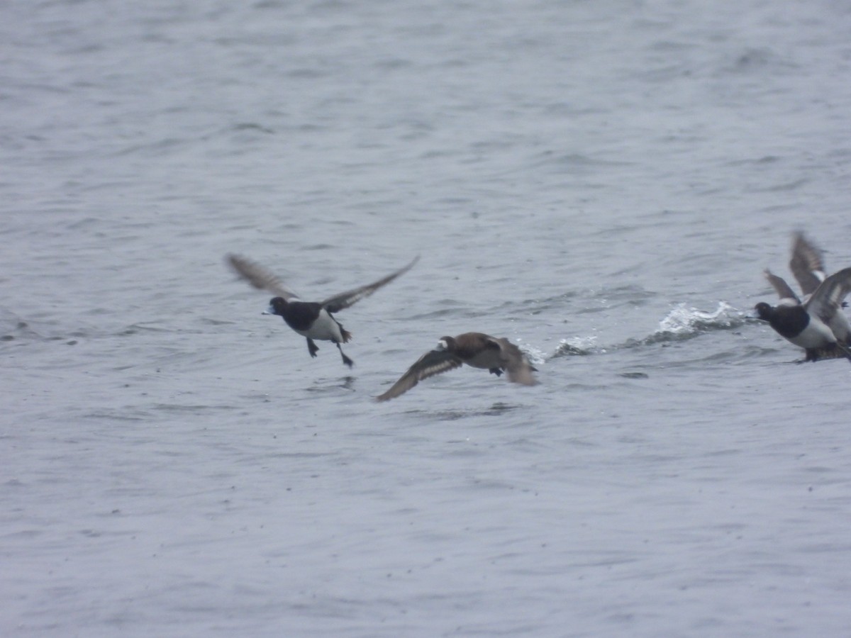 Greater Scaup - ML618147843