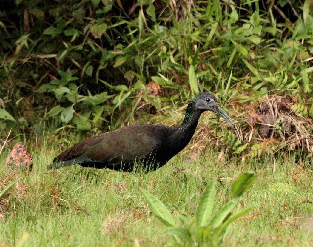 Green Ibis - Rubélio Souza