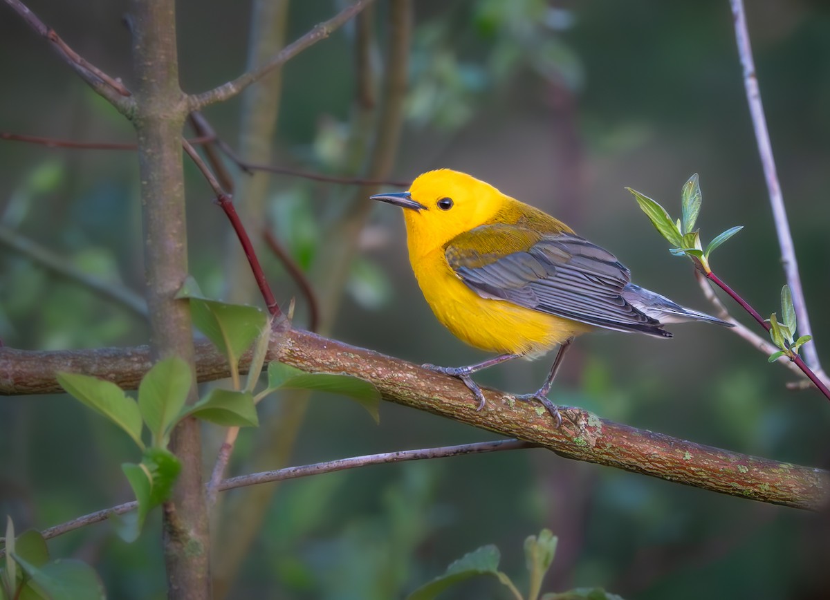 Prothonotary Warbler - David Factor