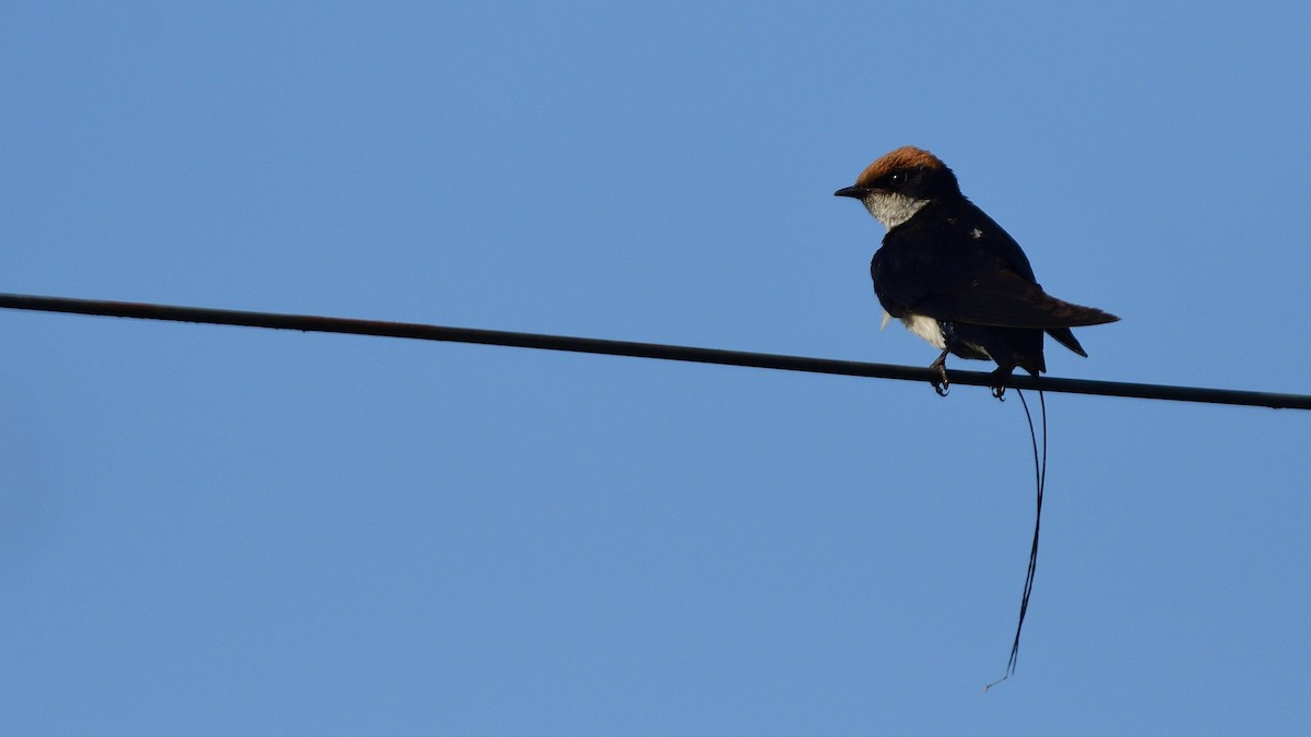 Wire-tailed Swallow - Sanjay Malik