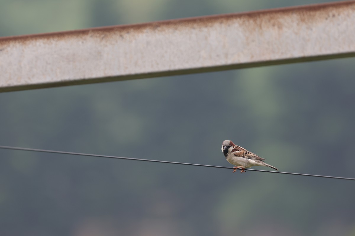 House Sparrow - Chi-Hsuan Shao