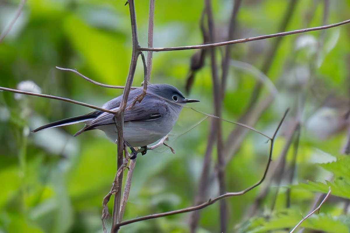 Blue-gray Gnatcatcher - Timothy Flynn