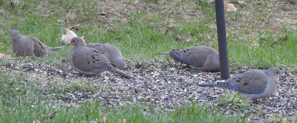 Mourning Dove - Donna Millar