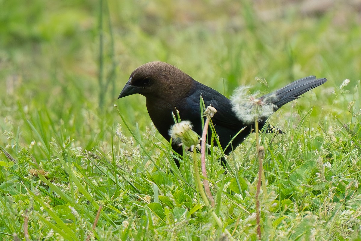 Brown-headed Cowbird - Timothy Flynn