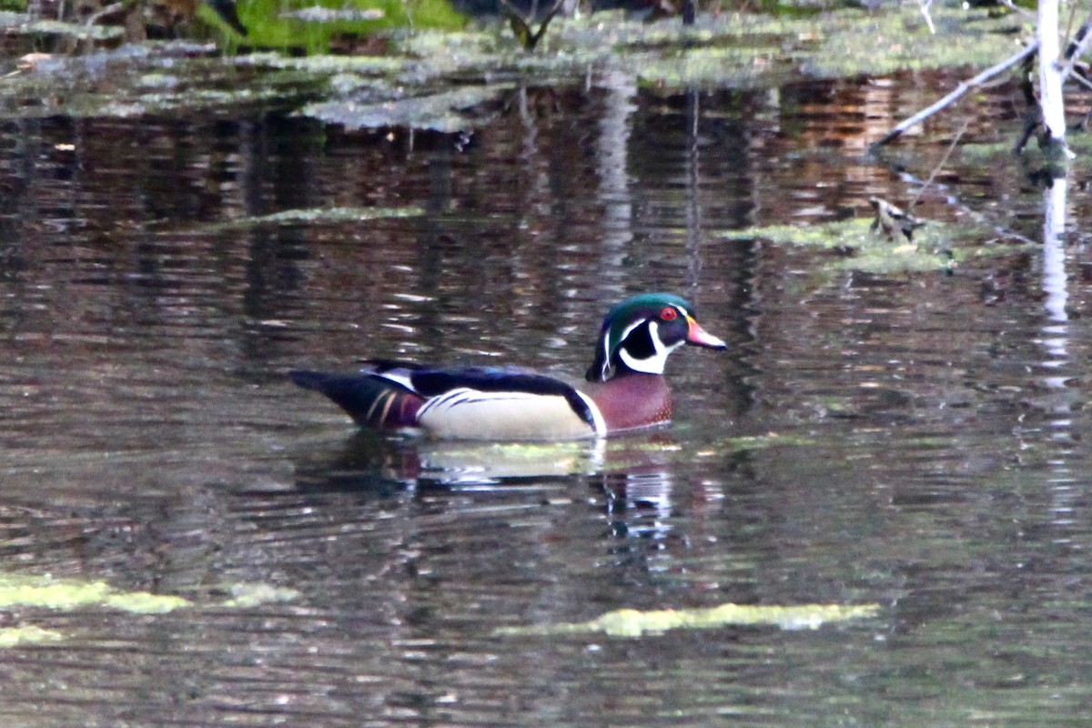 Wood Duck - ML618147905