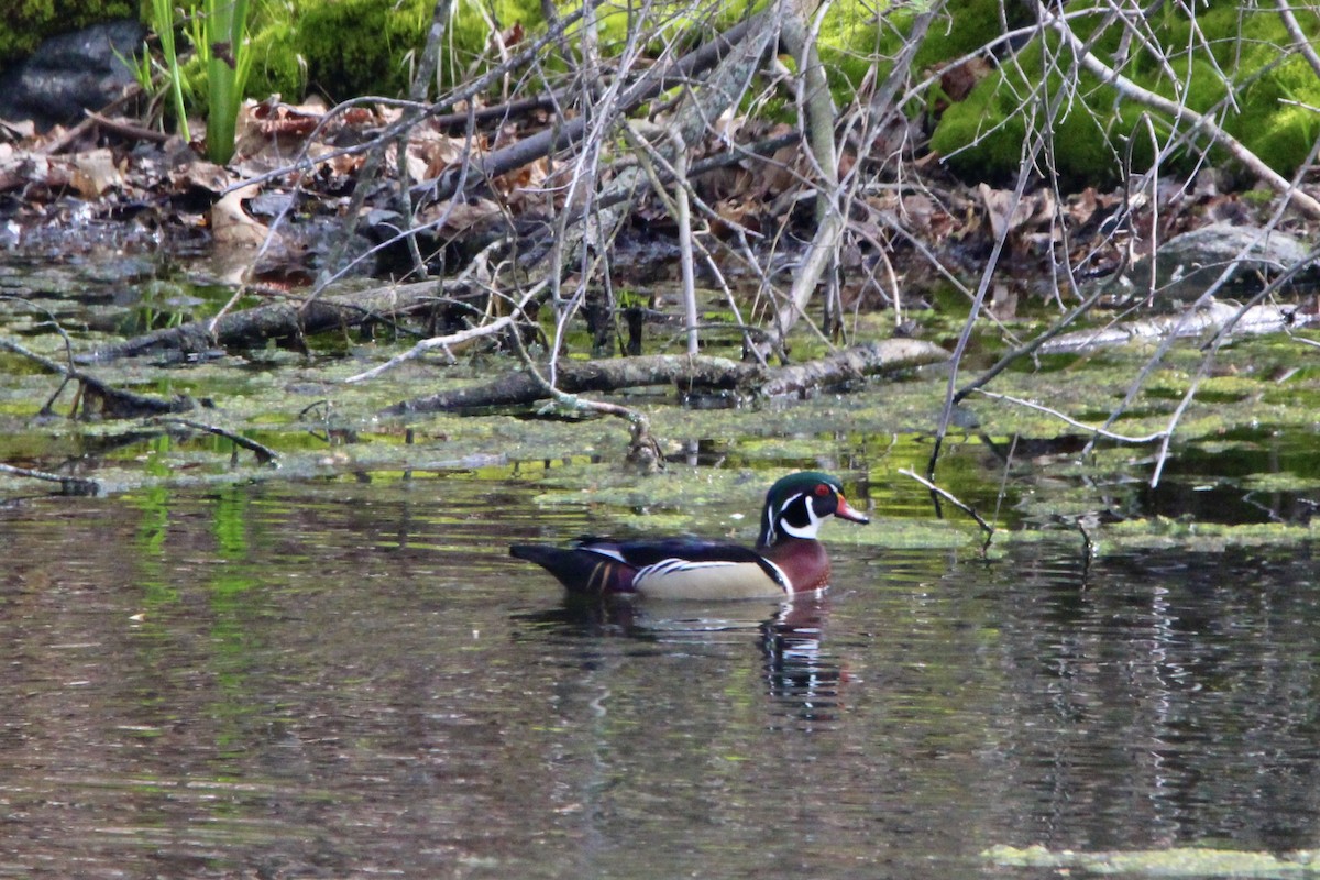 Wood Duck - ML618147906