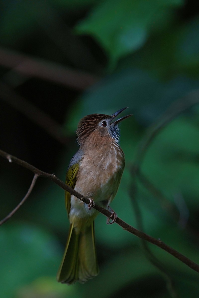 Mountain Bulbul - Zongzhuang Liu