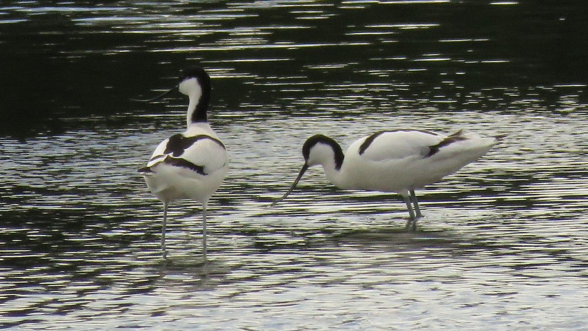 Pied Avocet - ML618147911