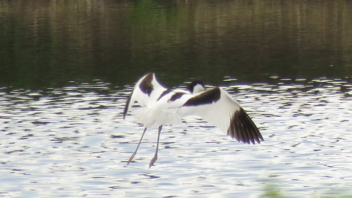 Pied Avocet - ML618147912