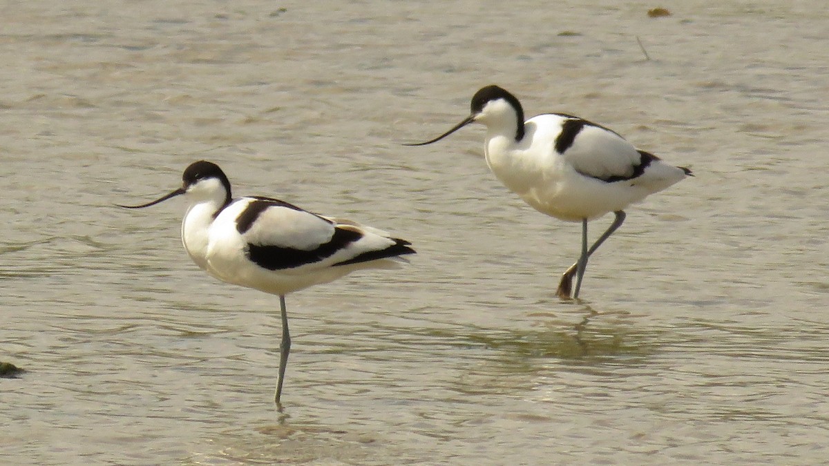 Pied Avocet - ML618147914