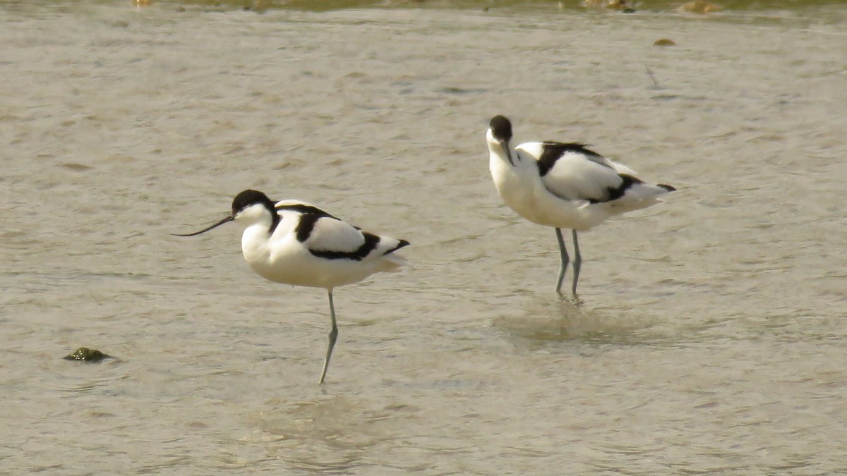 Pied Avocet - ML618147915