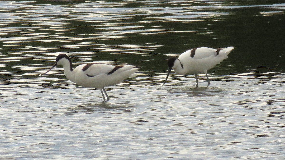 Pied Avocet - ML618147917