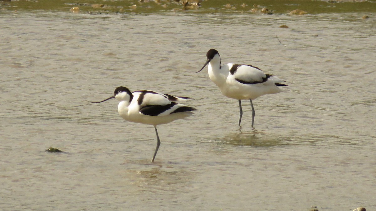 Avoceta Común - ML618147920