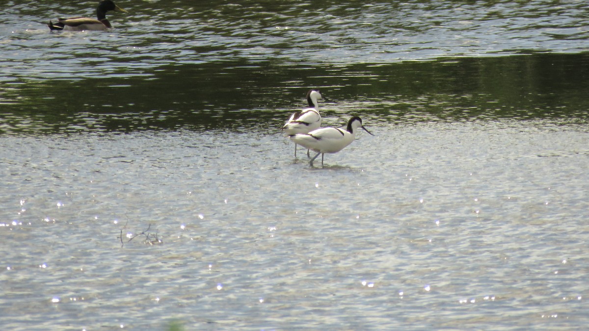 Pied Avocet - ML618147924