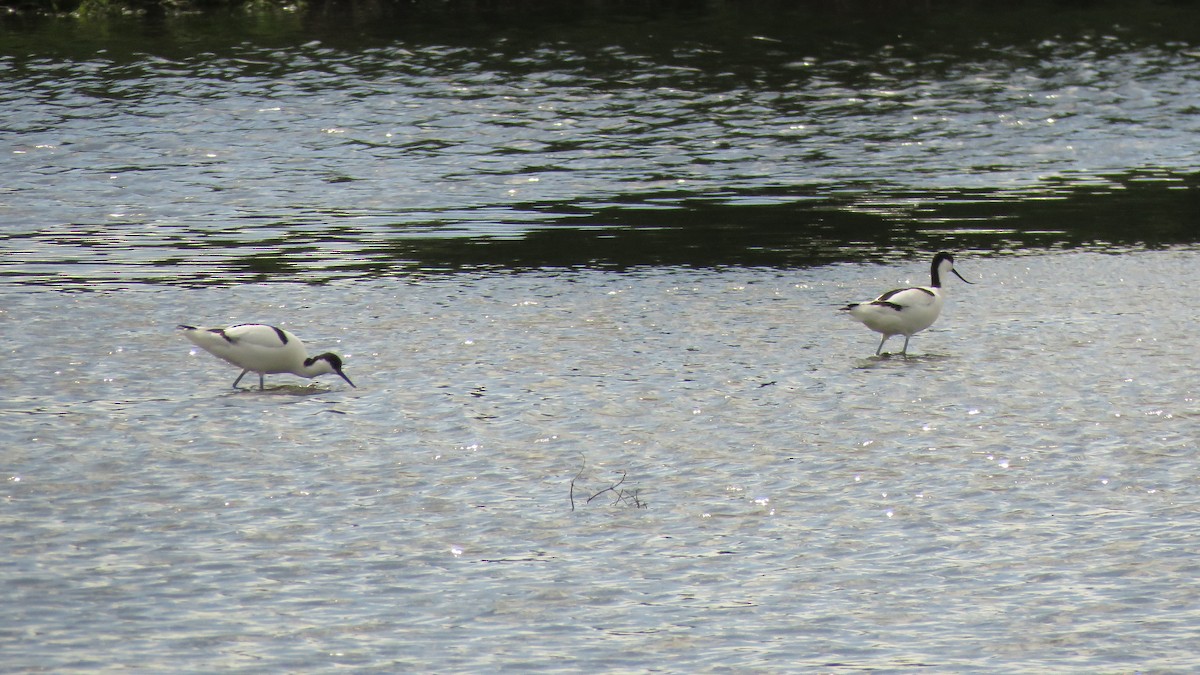 Pied Avocet - Ian Jones