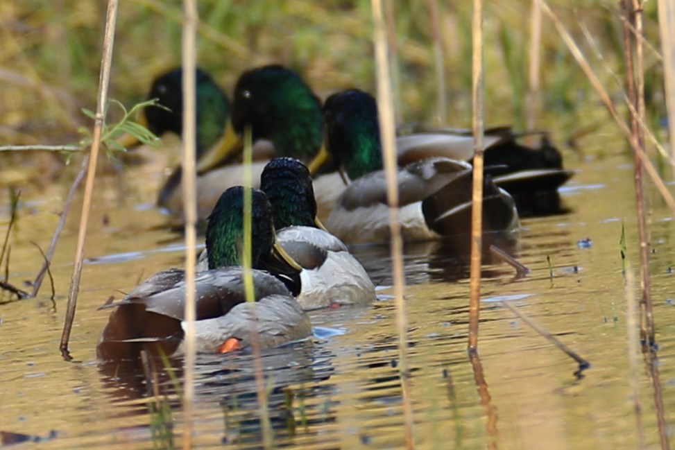 Mallard - michael vedder