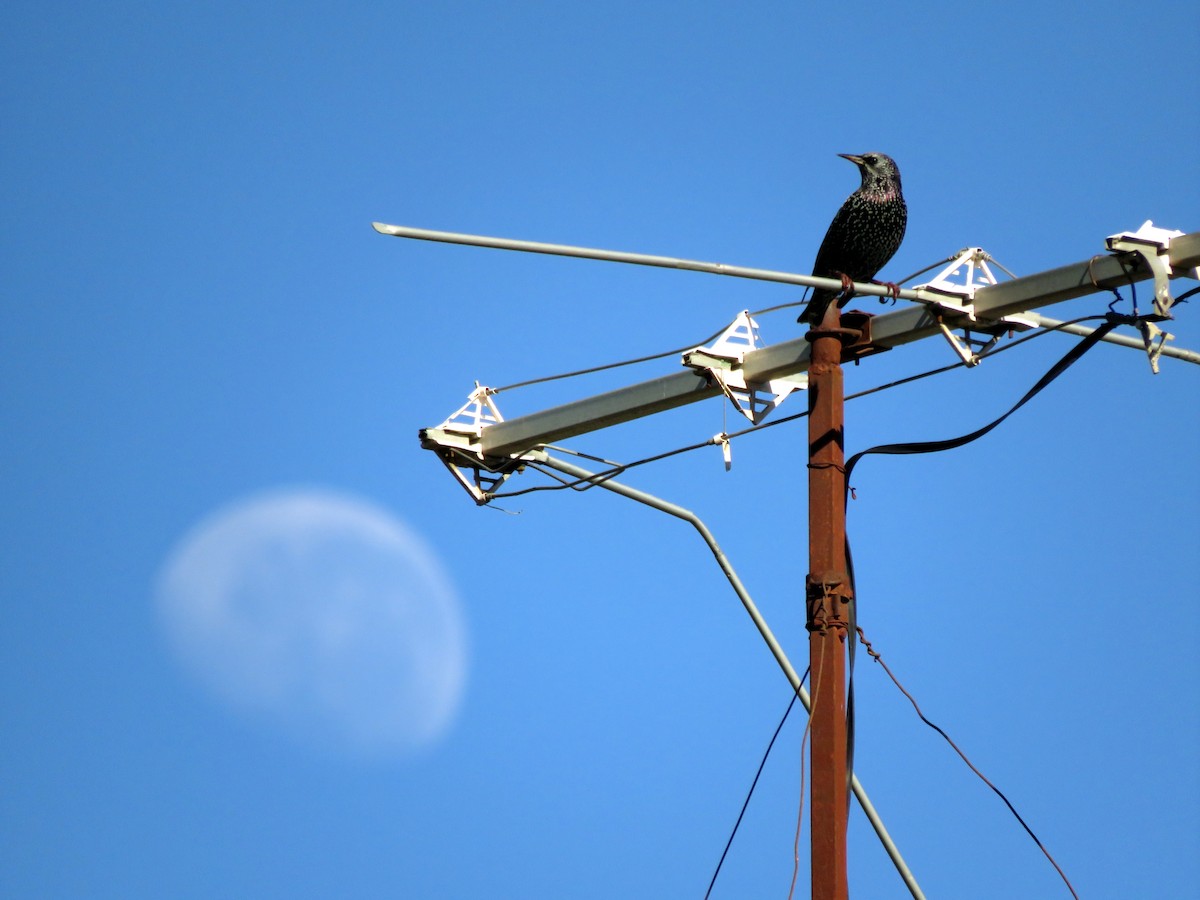 European Starling - diego catala