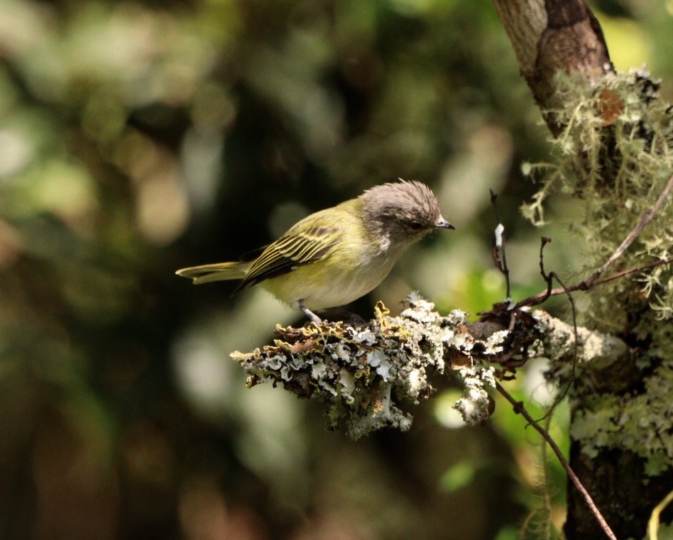 Gray-capped Tyrannulet - Rubélio Souza