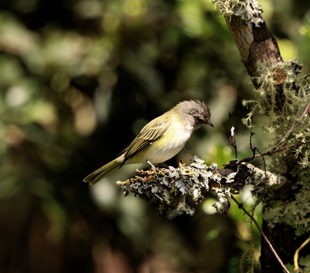 Gray-capped Tyrannulet - Rubélio Souza