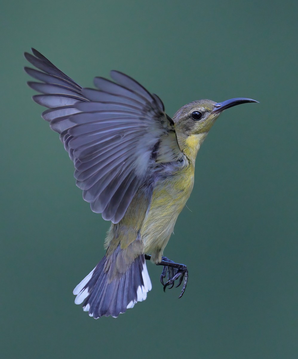 Ornate Sunbird - sheau torng lim