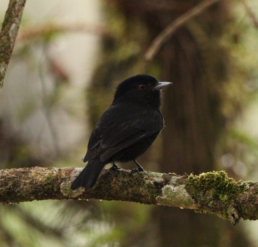 Blue-billed Black-Tyrant - Rubélio Souza