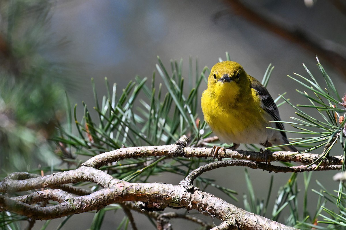 Pine Warbler - John Kramer