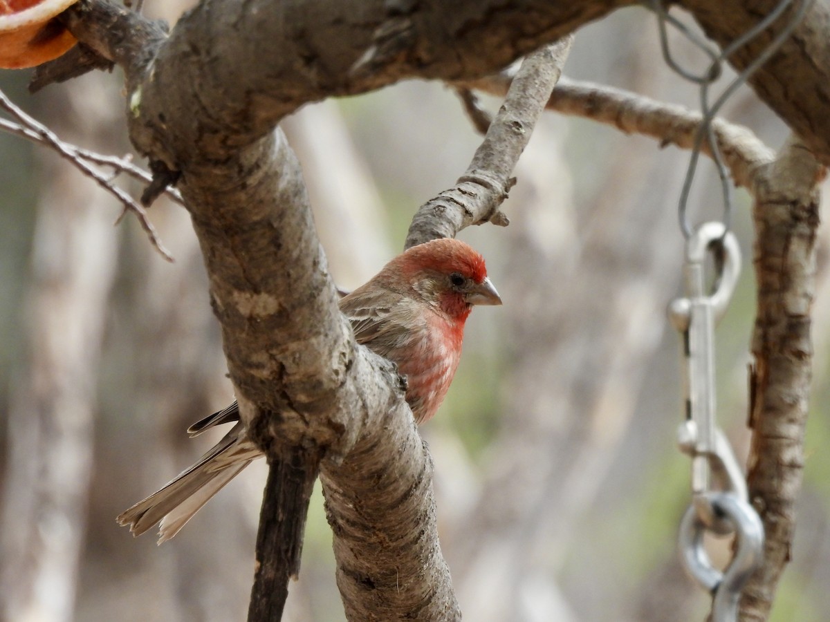 House Finch - Bev Kronisch