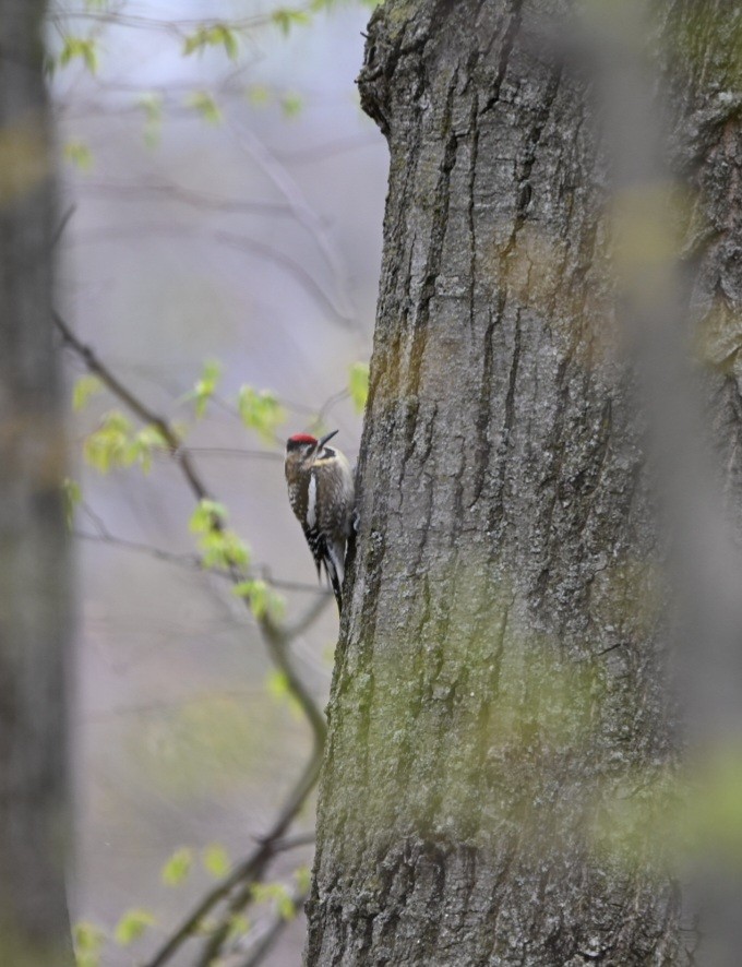 Yellow-bellied Sapsucker - Julia McGilliard