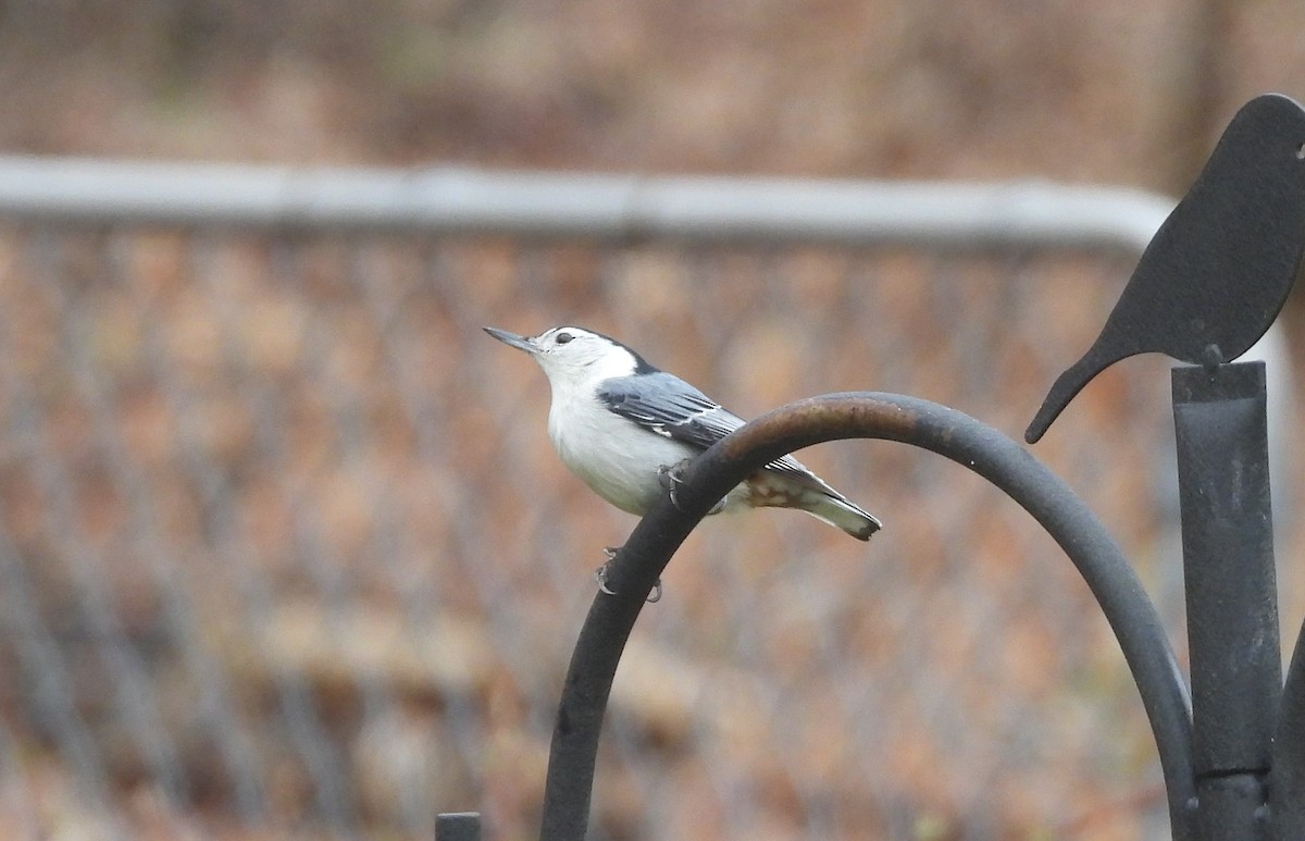 White-breasted Nuthatch - Donna Millar