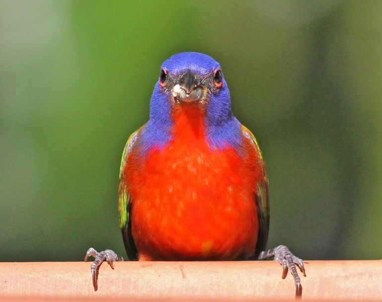 Painted Bunting - Deb Ahern