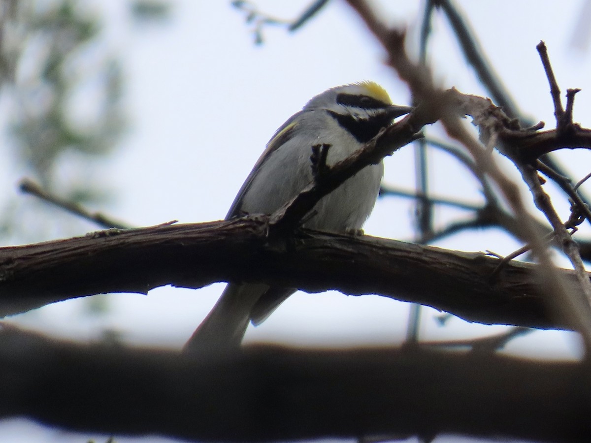 Golden-winged Warbler - ML618148112